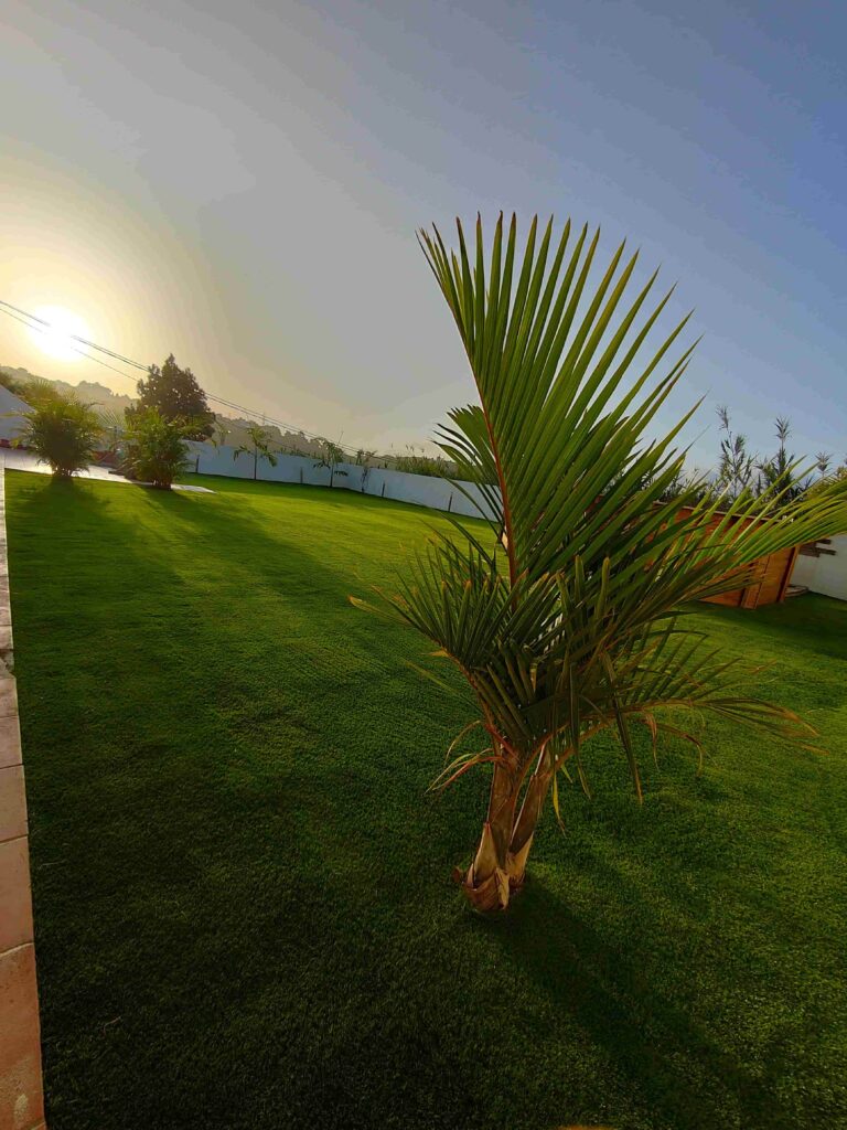 cesped piscina palmera